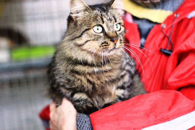 Purrfect Home Loans Purrfect Home Loans