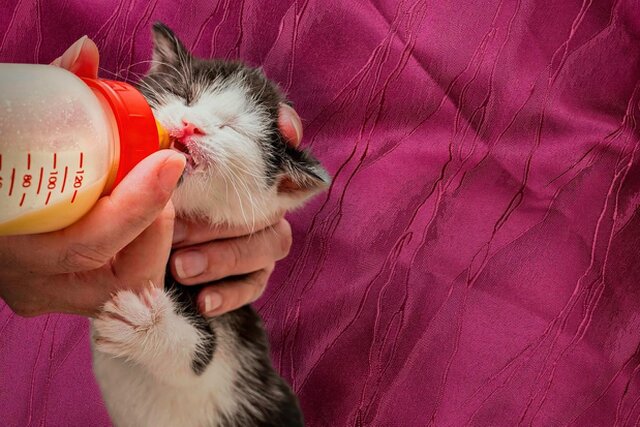 Purrfect Home Loans Purrfect Home Loans