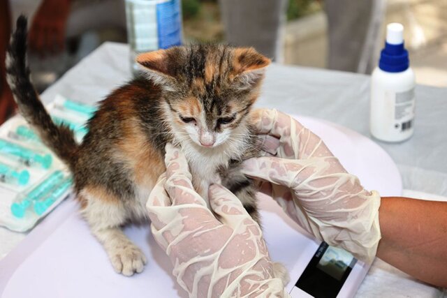 Purrfect Home Loans Purrfect Home Loans